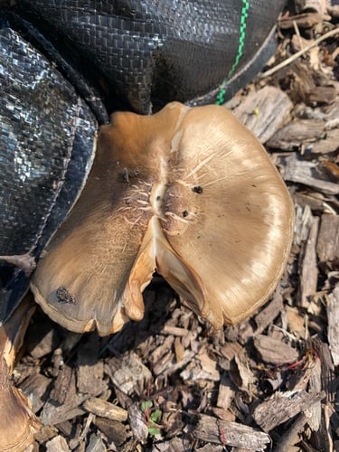 Pluteus cervinus var. ealaensis — photo