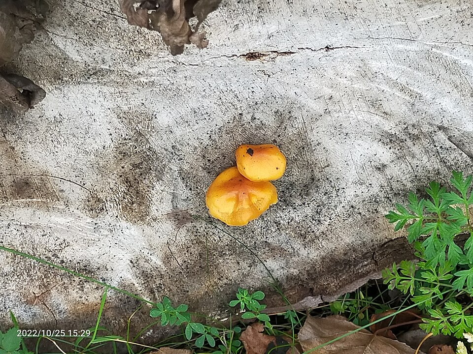 Pluteus coccineus — photo