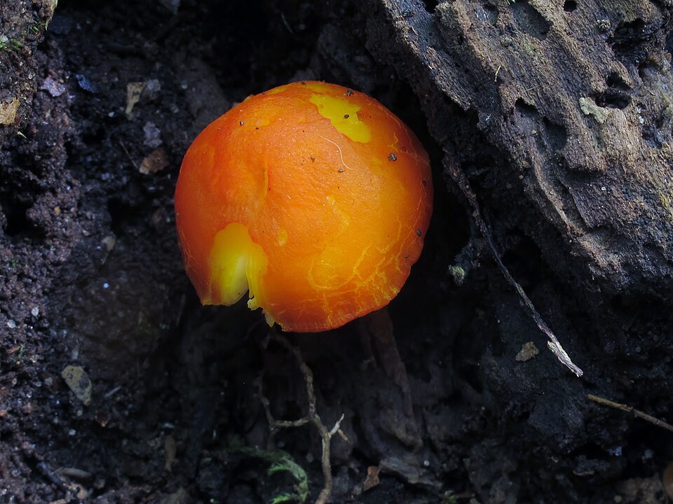 Pluteus coccineus — photo