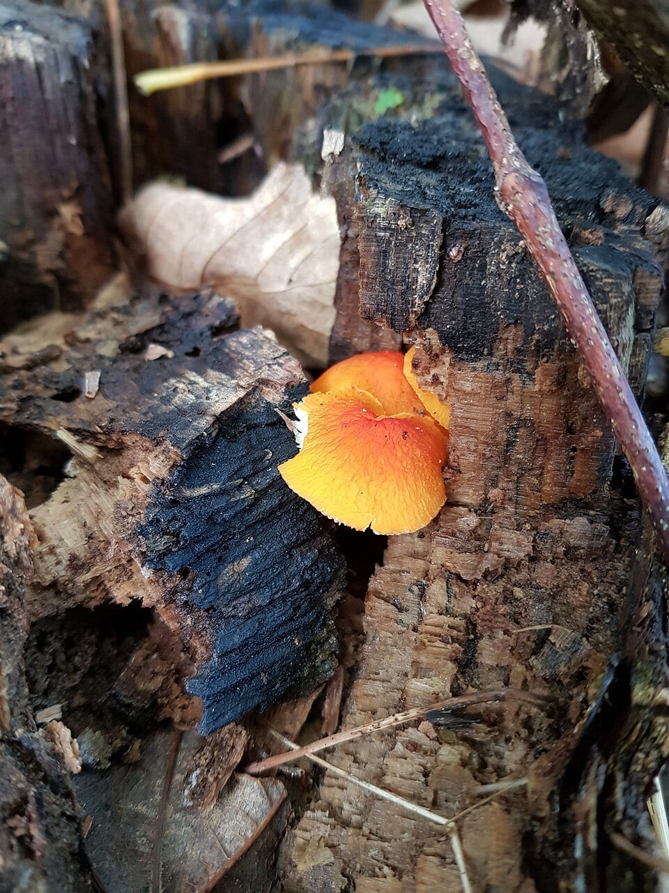 Pluteus coccineus