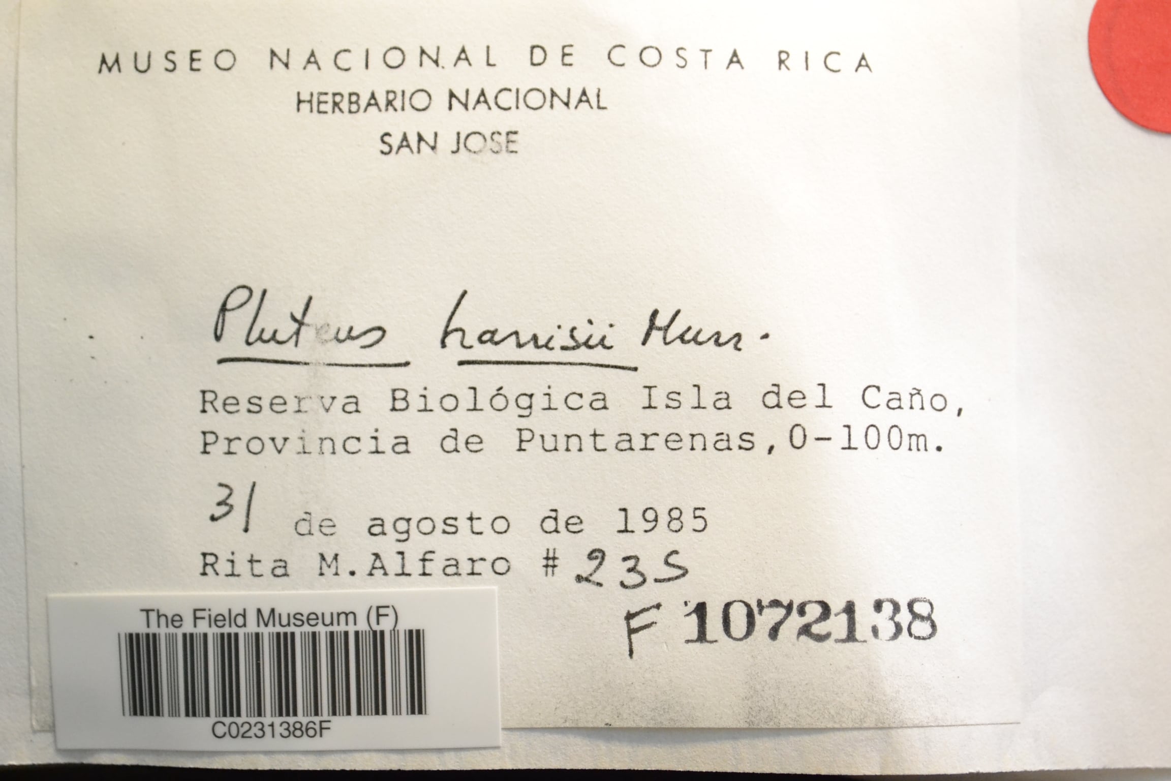 Pluteus harrisii