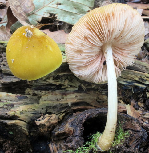 Pluteus leoninus — photo