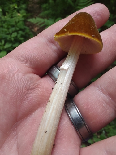 Pluteus leoninus — photo