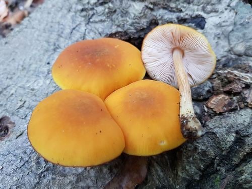 Pluteus leoninus