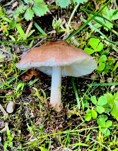 Pluteus pellitus — photo