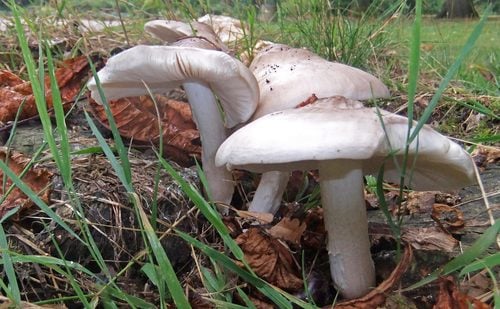 Pluteus pellitus