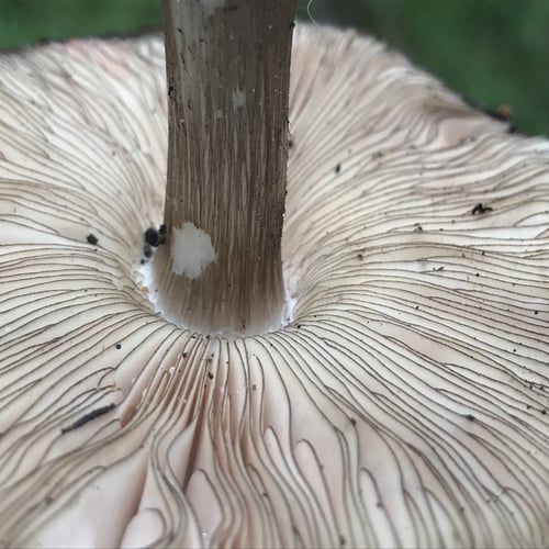 Pluteus tricuspidatus — photo
