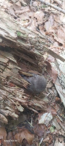 Pluteus tricuspidatus — photo