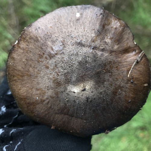 Pluteus tricuspidatus