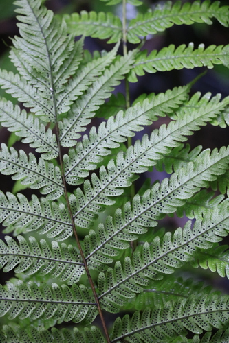 Pneumatopteris pennigera (Gully fern) — photo