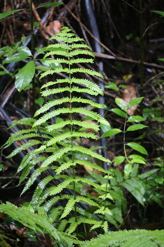 Pneumatopteris pennigera (Gully fern) — photo
