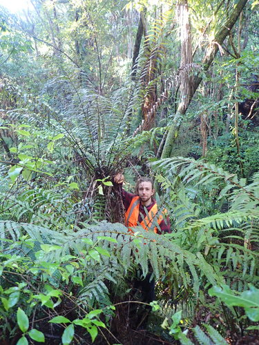 Pneumatopteris pennigera