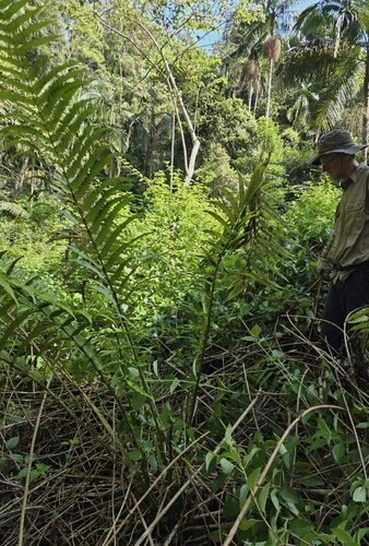 Pneumatopteris sogerensis (Giant Creek Fern) — photo