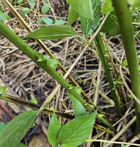 Pneumatopteris sogerensis (Giant Creek Fern) — photo