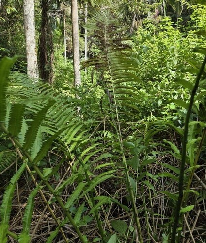 Pneumatopteris sogerensis