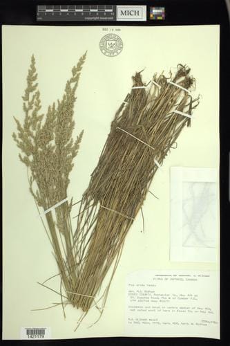 Poa arida (Plains bluegrass) — photo