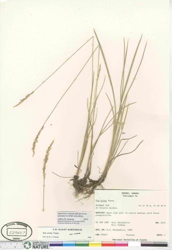 Poa arida (Plains bluegrass) — photo