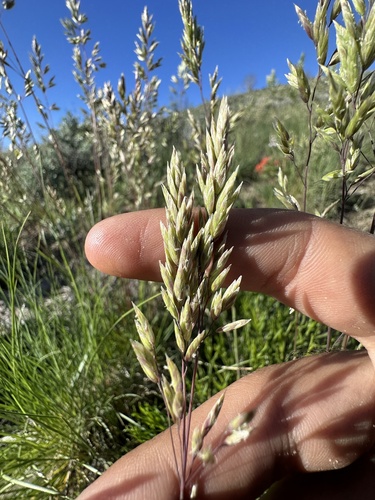 Poa fendleriana (Mutton grass) — photo
