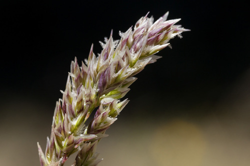 Poa fendleriana (Mutton grass) — photo