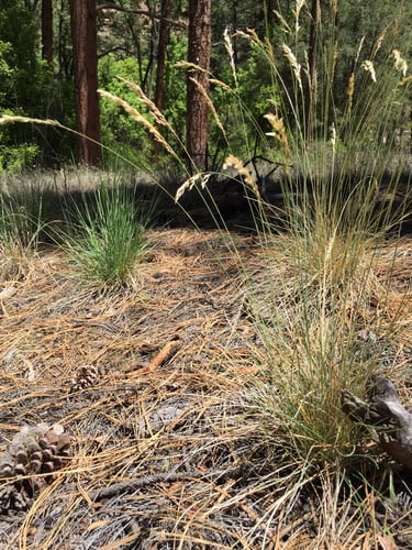 Poa fendleriana