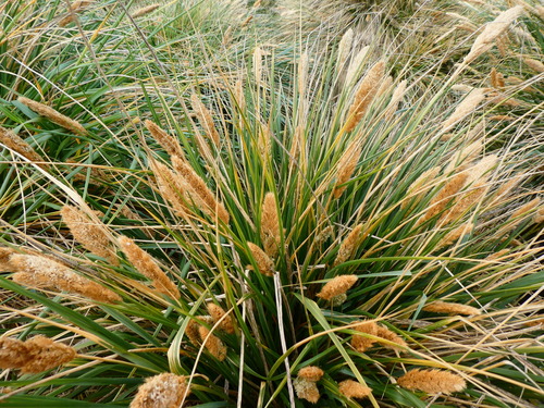 Poa flabellata (Tussac-grass) — photo