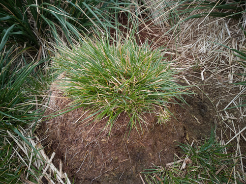 Poa flabellata (Tussac-grass) — photo