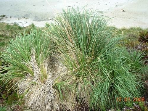 Poa flabellata