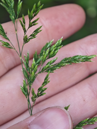 Poa pratensis (Kentucky blue grass) — photo