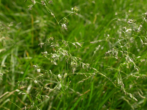 Poa pratensis (Kentucky blue grass) — photo