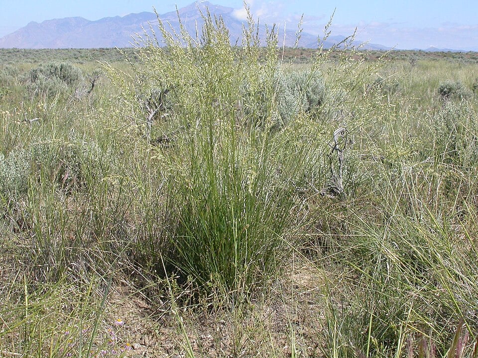 Poa scabrella