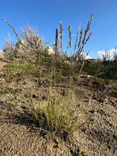 Poa secunda (Sandberg bluegrass) — photo