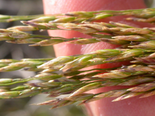 Poa secunda (Sandberg bluegrass) — photo