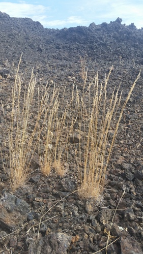 Poa secunda