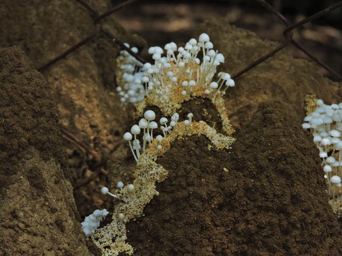 Podabrella microcarpa — photo