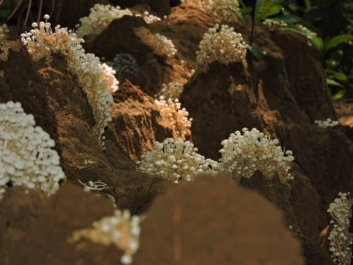Podabrella microcarpa