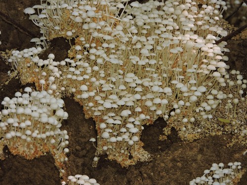 Podabrella microcarpa — photo