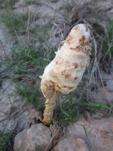 Podaxis pistillaris (Stalked puffball) — photo