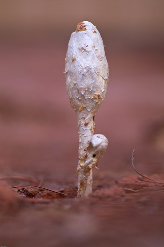 Podaxis pistillaris (Stalked puffball) — photo