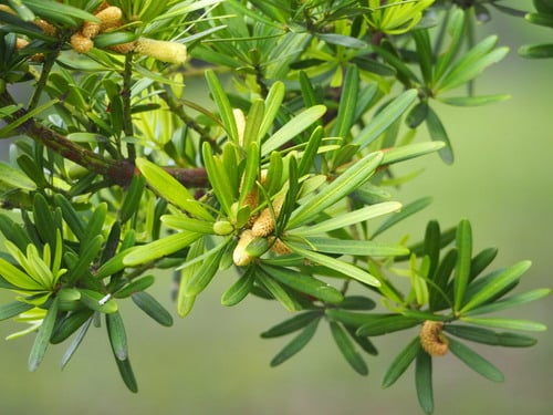 Podocarpus costalis