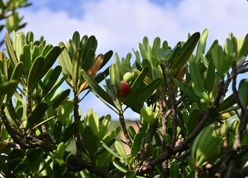 Podocarpus costalis — photo