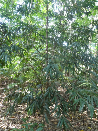 Podocarpus dispermus (Brown pine) — photo