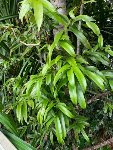 Podocarpus dispermus (Brown pine) — photo