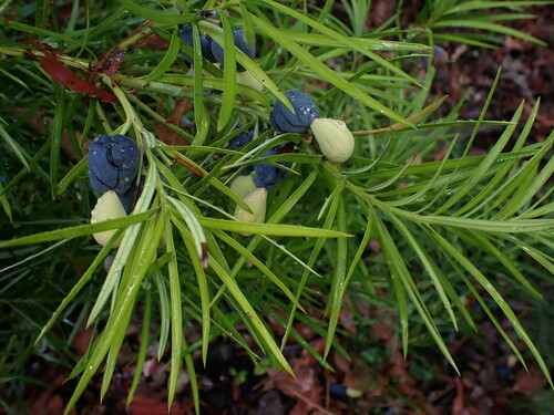 Podocarpus drouynianus (Emu Plum) — photo