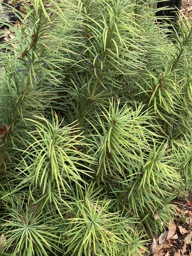Podocarpus drouynianus (Emu Plum) — photo