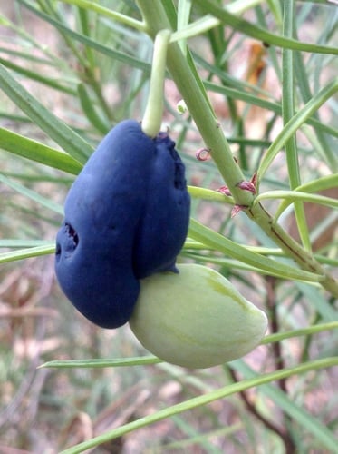 Podocarpus drouynianus