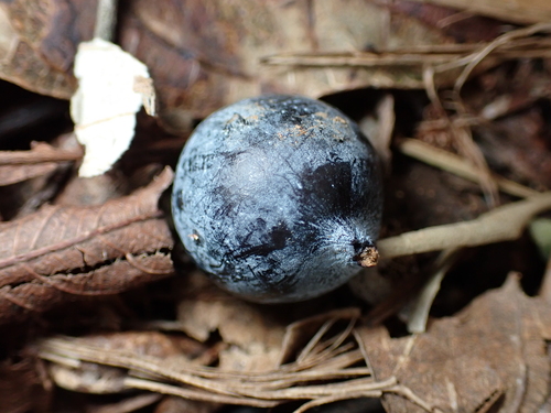 Podocarpus elatus (Brown Pine) — photo