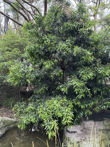 Podocarpus elatus (Brown Pine) — photo