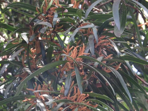 Podocarpus grayae (Northern brown pine) — photo