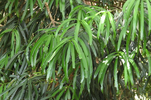 Podocarpus grayae