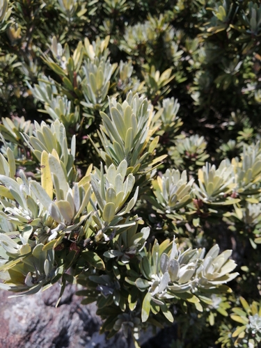 Podocarpus latifolius (True yellowwood) — photo
